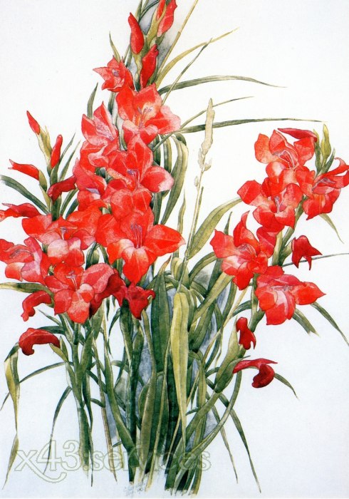 Charles Demuth - Gladiolen - Gladiolus